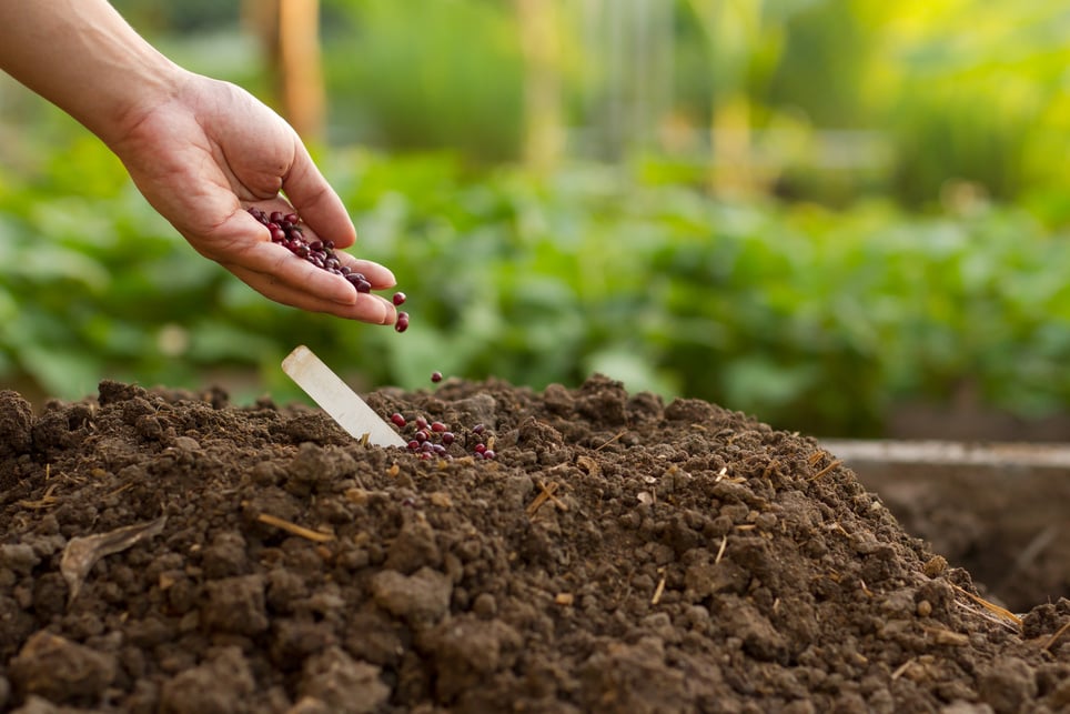 Hand sowing seeds